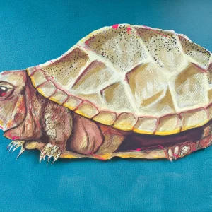 TORTUGA