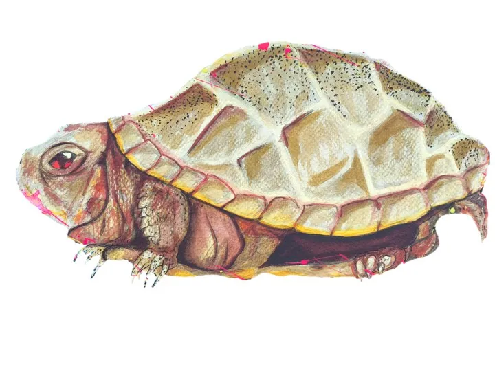 TORTUGA - Imagen 2