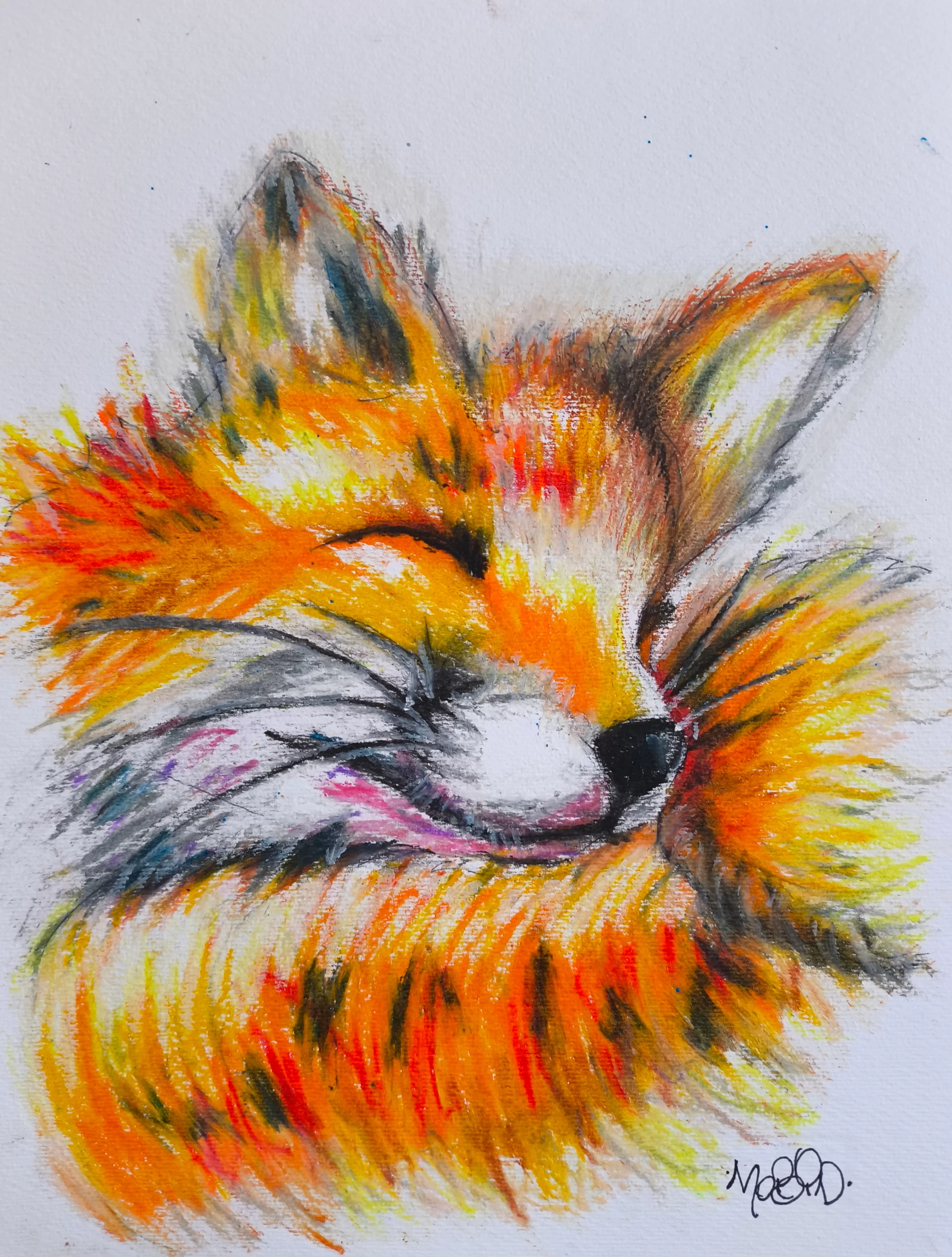 ZORRO TIERNO - Imagen 3